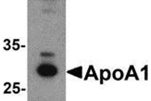 Western blot analysis of ApoA1 in chicken liver tissue lysate with ApoA1 antibody at 1 μg/ml. (APOA1 anticorps  (C-Term))