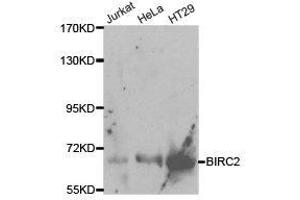 Western Blotting (WB) image for anti-Baculoviral IAP Repeat Containing 2 (BIRC2) antibody (ABIN1871293) (BIRC2 anticorps)