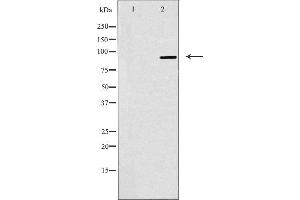 Western blot analysis of extracts from K562 cells, using NOC3L antibody. (NOC3L anticorps  (Internal Region))