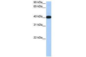 NOL5A antibody used at 0. (NOP56 anticorps)