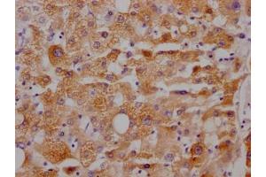 IHC image of ABIN7127448 diluted at 1:100 and staining in paraffin-embedded human liver tissue performed on a Leica BondTM system. (Recombinant CYP3A4 anticorps)