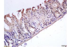 Formalin-fixed and paraffin embedded mouse stomach labeled with Anti-GADD45B Polyclonal Antibody, Unconjugated (ABIN759596) at 1:200 followed by conjugation to the secondary antibody and DAB staining (GADD45B anticorps  (AA 81-160))