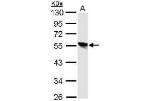 WB Image Sample (30 ug of whole cell lysate) A: 293T 10% SDS PAGE antibody diluted at 1:1000 (DP1 anticorps)