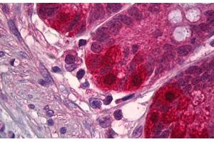 Anti-NEDD8 antibody IHC staining of human small intestine. (NEDD8 anticorps  (AA 10-59))