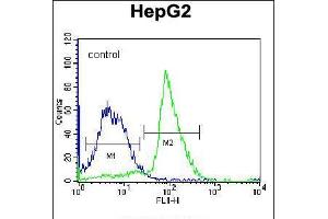 Flow cytometric analysis of K562 cells (right histogram) compared to a negative control cell (left histogram). (PON2 anticorps  (N-Term))