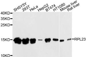 Western blot analysis of extracts of various cell lines, using RPL23 antibody. (RPL23 anticorps  (AA 1-140))