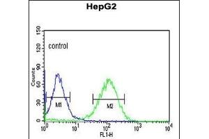 ZN Antibody (Center) (ABIN653731 and ABIN2843038) flow cytometric analysis of HepG2 cells (right histogram) compared to a negative control cell (left histogram). (ZNF202 anticorps  (AA 342-370))