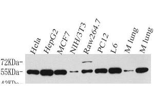 Western Blot analysis of various samples using Cyclin B1 Polyclonal Antibody at dilution of 1:500. (Cyclin B1 anticorps)