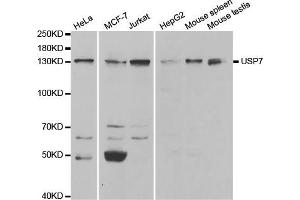 Western blot analysis of extracts of various cell lines, using USP7 antibody (ABIN5971305) at 1/1000 dilution. (USP7 anticorps)