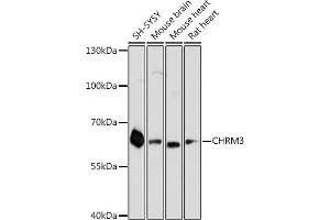 Western blot analysis of extracts of various cell lines, using CHRM3 antibody (ABIN6127624, ABIN6138565, ABIN6138566 and ABIN6218676) at 1:3000 dilution. (CHRM3 anticorps  (AA 390-475))