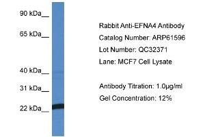 Western Blotting (WB) image for anti-Ephrin A4 (EFNA4) (N-Term) antibody (ABIN2788846)