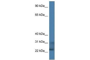 Western Blot showing TNFSF9 antibody used at a concentration of 1 ug/ml against HepG2 Cell Lysate