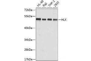 Western blot analysis of extracts of various cell lines using HLX Polyclonal Antibody at dilution of 1:1000. (HLX anticorps)