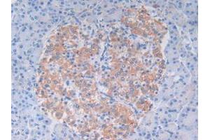 IHC-P analysis of Human Pancreas Tissue, with DAB staining. (C9 anticorps  (AA 22-265))
