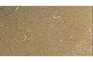 (ABIN185537) (5 μg/mL) staining of paraffin embedded Human Cortex.