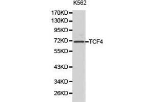 Western Blotting (WB) image for anti-Transcription Factor 4 (TCF4) antibody (ABIN1875039) (TCF4 anticorps)