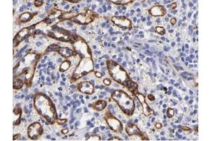 eNOS Antibody for IHC in human spleen tissue