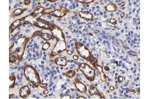 eNOS Antibody for IHC in human spleen tissue (ENOS anticorps  (C-Term))