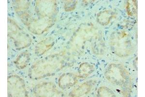 Immunohistochemistry of paraffin-embedded human kidney tissue using ABIN7159246 at dilution of 1:100 (MLANA anticorps  (AA 48-118))