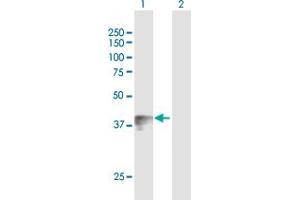 Western Blot analysis of WNT7B expression in transfected 293T cell line by WNT7B MaxPab polyclonal antibody. (WNT7B anticorps  (AA 1-349))