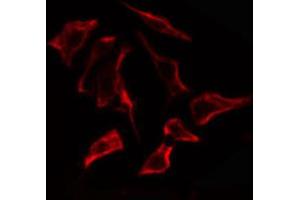 ABIN6274867 staining Hela cells by IF/ICC. (ARSF anticorps  (Internal Region))