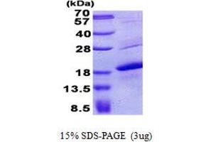 SDS-PAGE (SDS) image for Melan A (MLANA) (AA 48-118) protein (His tag) (ABIN5853021) (MLANA Protein (AA 48-118) (His tag))