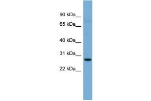 WB Suggested Anti-Cldn3 Antibody Titration: 0.