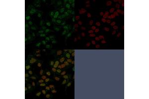 Immunofluorescence Analysis of PFA-fixed MCF-7 cells labeled with FOXA1 Mouse Monoclonal Antibody (FOXA1/1241) followed by goat anti- mouse IgG-CF488. (FOXA1 anticorps  (AA 372-472))