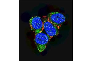 Confocal immunofluorescent analysis of p21 (CDKN1A) Antibody (C-term) (ABIN391763 and ABIN2841628) with 293 cell followed by Alexa Fluor 488-conjugated goat anti-rabbit lgG (green). (p21 anticorps  (C-Term))