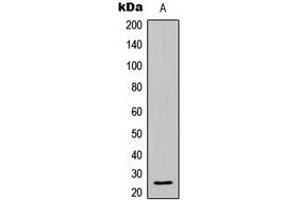 Western blot analysis of BCLW expression in HL60 (A) whole cell lysates. (BCL2L2 anticorps  (C-Term))