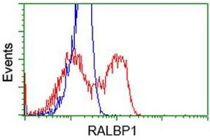 HEK293T cells transfected with either RC201524 overexpress plasmid (Red) or empty vector control plasmid (Blue) were immunostained by anti-RALBP1 antibody (ABIN2453581), and then analyzed by flow cytometry. (RALBP1 anticorps)