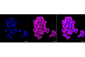 Immunocytochemical staining of HepG2 cells with Fibroblast growth factor 19 antibody (ABIN7798603), 1:1,000).
