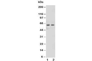 Western blot testing of NOX1 antibody and Lane 1:  HeLa