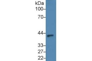 Rabbit Detection antibody from the kit in WB with Positive Control: Rat kidney lysate. (ANGPTL4 Kit ELISA)