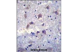 VSIG8 Antibody immunohistochemistry analysis in formalin fixed and paraffin embedded human brain tissue followed by peroxidase conjugation of the secondary antibody and DAB staining. (VSIG8 anticorps  (C-Term))