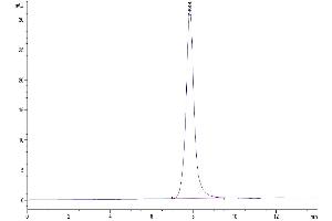 The purity of Mouses LAMP5 is greater than 95 % as determined by SEC-HPLC. (LAMP5 Protein (AA 30-235) (Fc Tag))