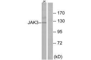 Western blot analysis of extracts from Jurkat cells, using JAK3 (Ab-785) antibody. (JAK3 anticorps  (Tyr785))