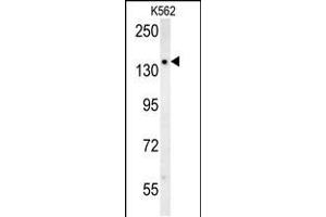 SLC12A5 Antibody (N-term) (ABIN652057 and ABIN2840525) western blot analysis in K562 cell line lysates (35 μg/lane). (KCC2 anticorps  (N-Term))