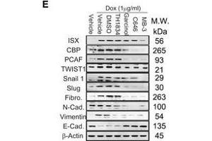 ISX interacts with both BRD4 and PCAF in vitro and in vivoABRD4 peptide (291-314 a. (Vimentin anticorps)