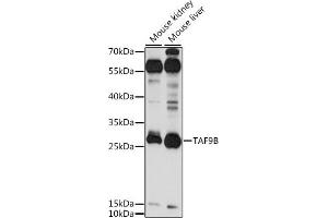 Western blot analysis of extracts of various cell lines, using TB antibody (ABIN7270718) at 1:1000 dilution. (TAF9B anticorps  (AA 50-150))
