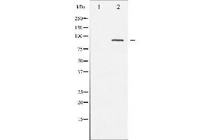 Western blot analysis of PKC-pan phosphorylation expression in NIH-3T3 whole cell lysates,The lane on the left is treated with the antigen-specific peptide. (PKC anticorps  (pThr497))