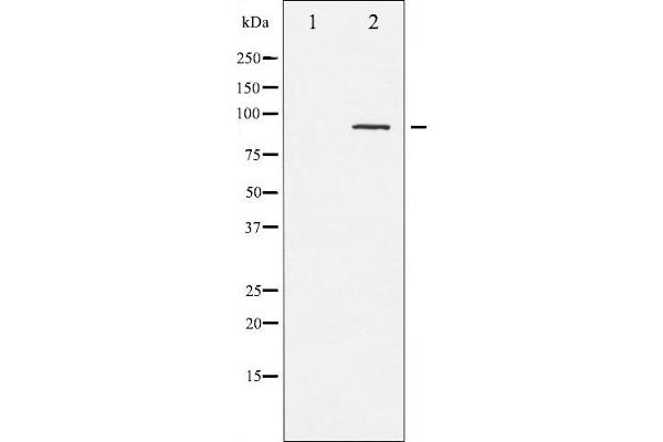 PKC anticorps  (pThr497)