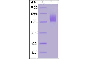 Biotinylated 2019-nCoV (COVID-19) S1 protein, His,Avitag (MALS verified) on SDS-PAGE under reducing (R) condition.