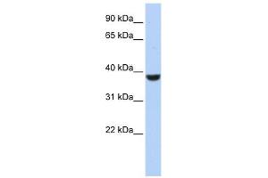 PPP1CA antibody used at 1 ug/ml to detect target protein. (PPP1CA anticorps  (N-Term))