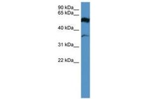 Image no. 1 for anti-Fascin 2 (FSCN2) (AA 235-284) antibody (ABIN6746674) (Fascin 2 anticorps  (AA 235-284))