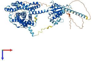 AlphaFold protein structure predicition of Human Recombinant SLC26A6 Protein, UniprotID Q9BXS9