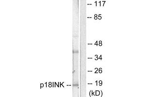 Western Blotting (WB) image for anti-P18 INK (C-Term) antibody (ABIN1848714) (P18 INK anticorps  (C-Term))