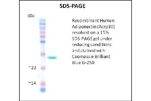 SDS-PAGE (SDS) image for Adiponectin (ADIPOQ) (Active) protein (ABIN5509768) (ADIPOQ Protéine)