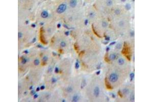 IHC-P analysis of Liver tissue, with DAB staining. (LILRA2 anticorps  (AA 217-438))