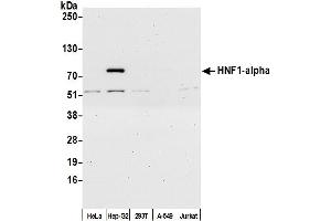 Western Blotting (WB) image for anti-HNF1 Homeobox A (HNF1A) (AA 550-600) antibody (ABIN7453435)